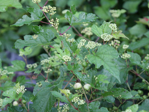 Ampelopsis brevipedunculata var. heterophylla