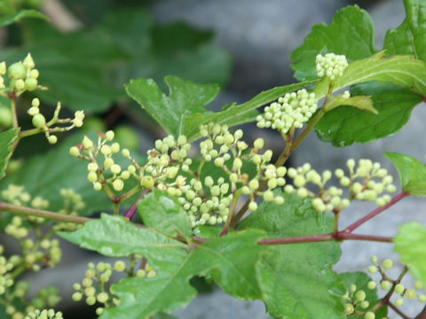 Ampelopsis brevipedunculata var. heterophylla