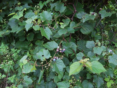 Ampelopsis brevipedunculata var. heterophylla