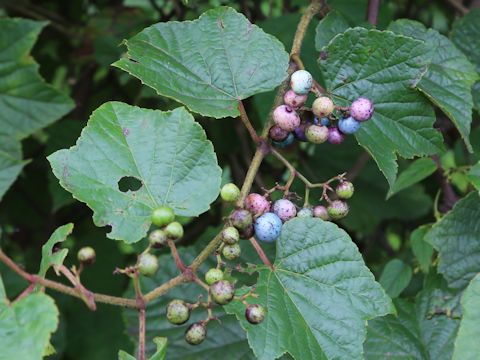 Ampelopsis brevipedunculata var. heterophylla