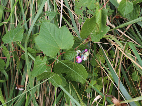 Ampelopsis brevipedunculata var. heterophylla