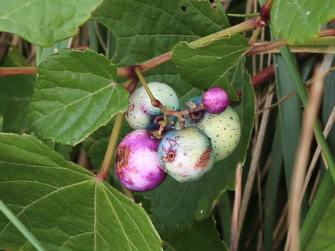 Ampelopsis brevipedunculata var. heterophylla