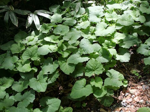 Adenocaulon himalaicum