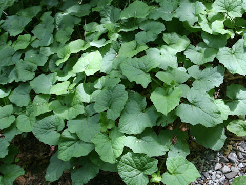 Adenocaulon himalaicum