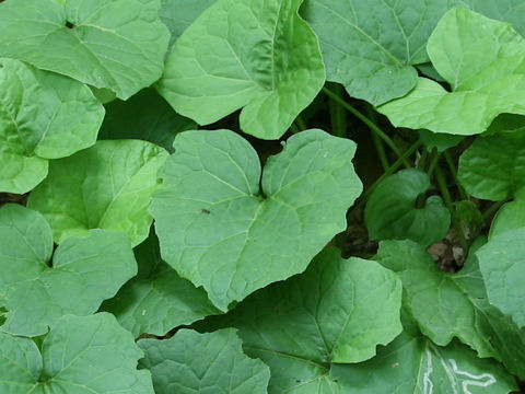 Adenocaulon himalaicum