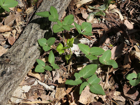 Angelica decursiva