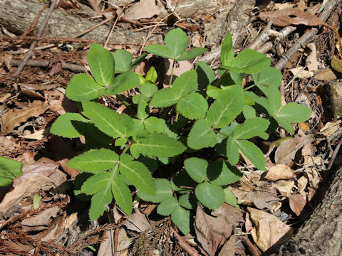Angelica decursiva