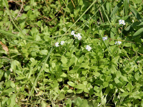 Myosotis arvensis