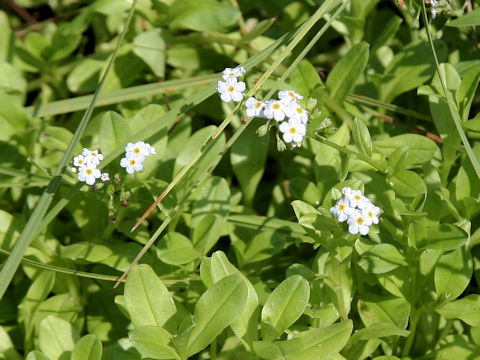 Myosotis arvensis