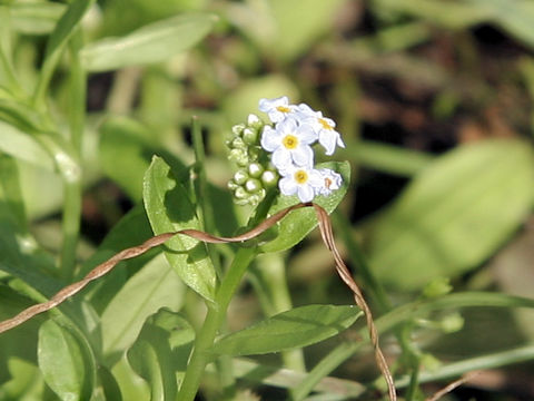 Myosotis arvensis