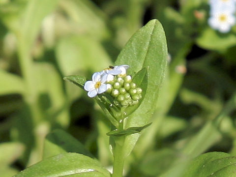 Myosotis arvensis