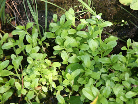 Myosotis arvensis