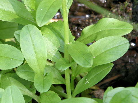 Myosotis arvensis