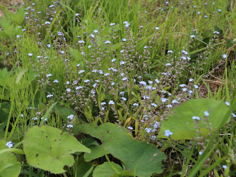 Myosotis arvensis