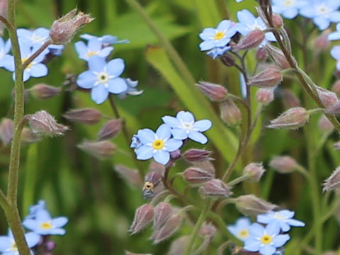 Myosotis arvensis