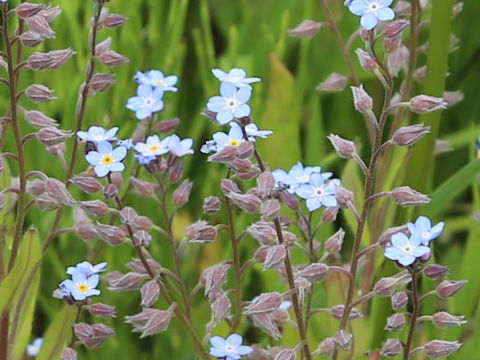 Myosotis arvensis