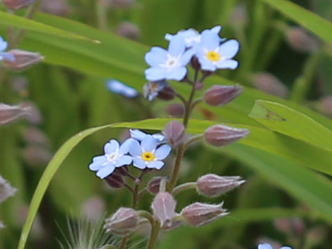 Myosotis arvensis
