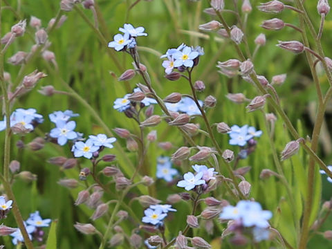 Myosotis arvensis