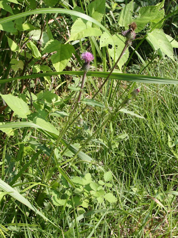 Cirsium tanakae