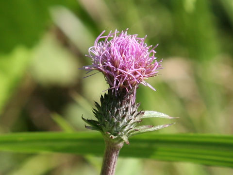 Cirsium tanakae