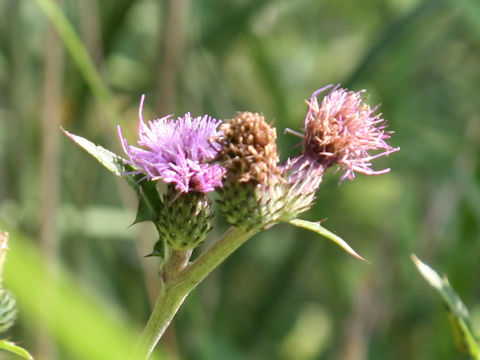 Cirsium tanakae