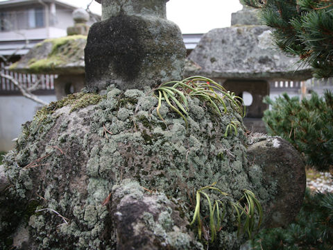 Lepisorus thunbergianus