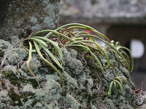 Lepisorus thunbergianus