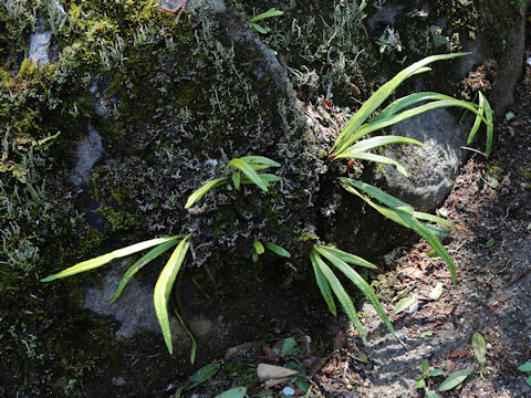 Lepisorus thunbergianus