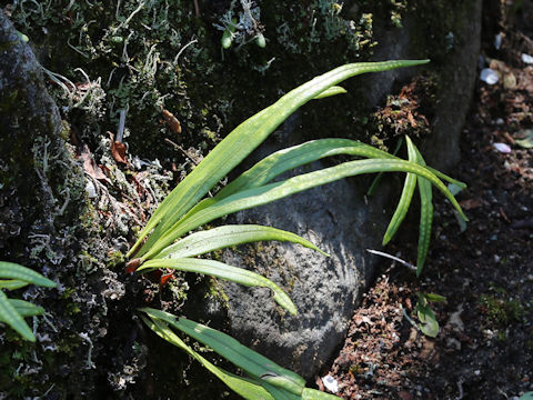 Lepisorus thunbergianus