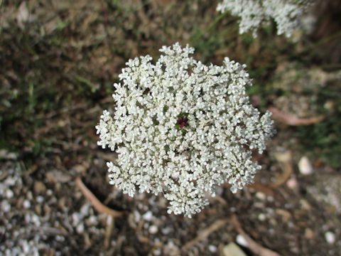 Daucus carota ssp. carota