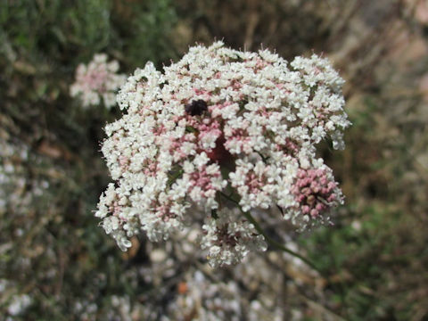 Daucus carota ssp. carota