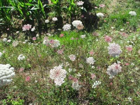 Daucus carota ssp. carota