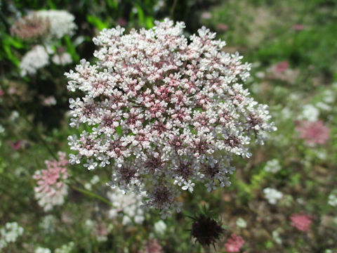 Daucus carota ssp. carota