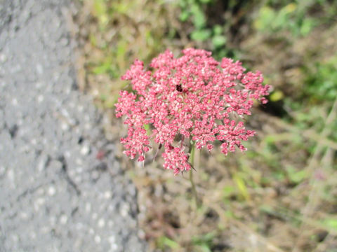 Daucus carota ssp. carota