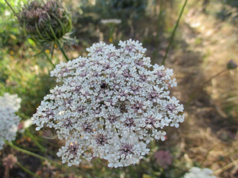 Daucus carota ssp. carota