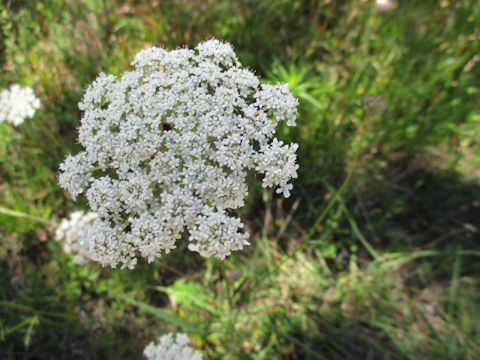 Daucus carota ssp. carota