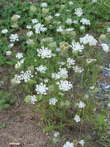 Daucus carota ssp. carota