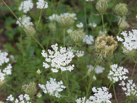 Daucus carota ssp. carota