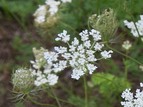 Daucus carota ssp. carota