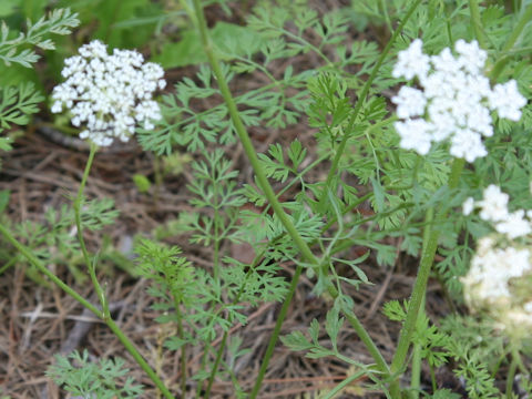 Daucus carota ssp. carota