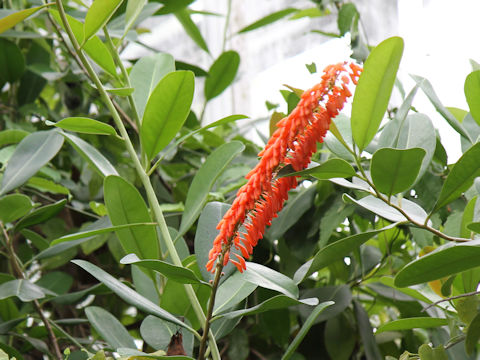 Norantea guianensis