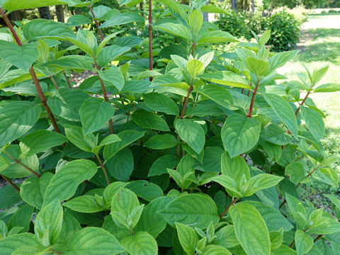 Hydrangea paniculata