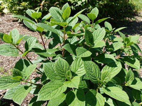 Hydrangea paniculata