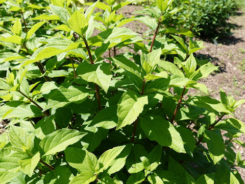 Hydrangea paniculata