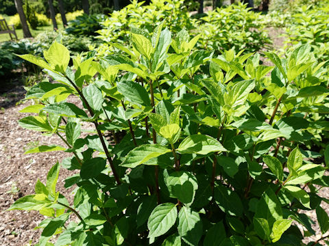 Hydrangea paniculata