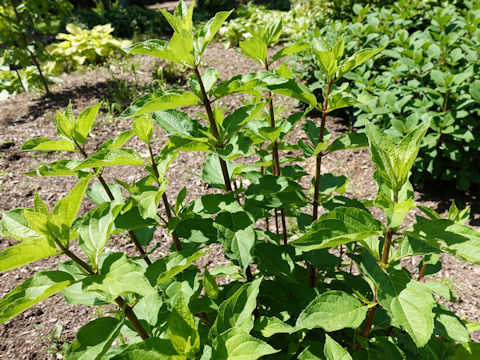 Hydrangea paniculata