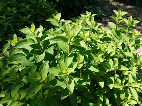 Hydrangea paniculata