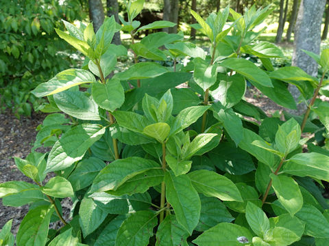 Hydrangea paniculata