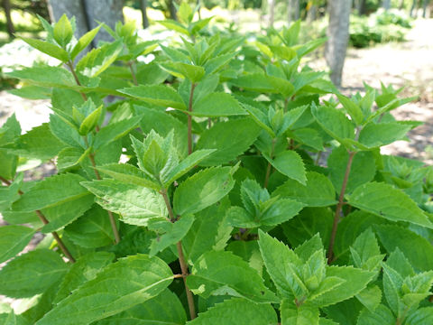 Hydrangea paniculata