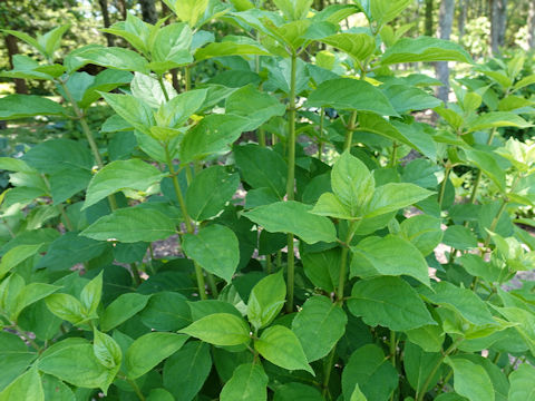 Hydrangea paniculata